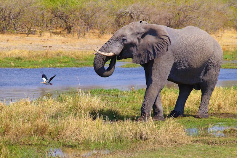 Elephant Safari