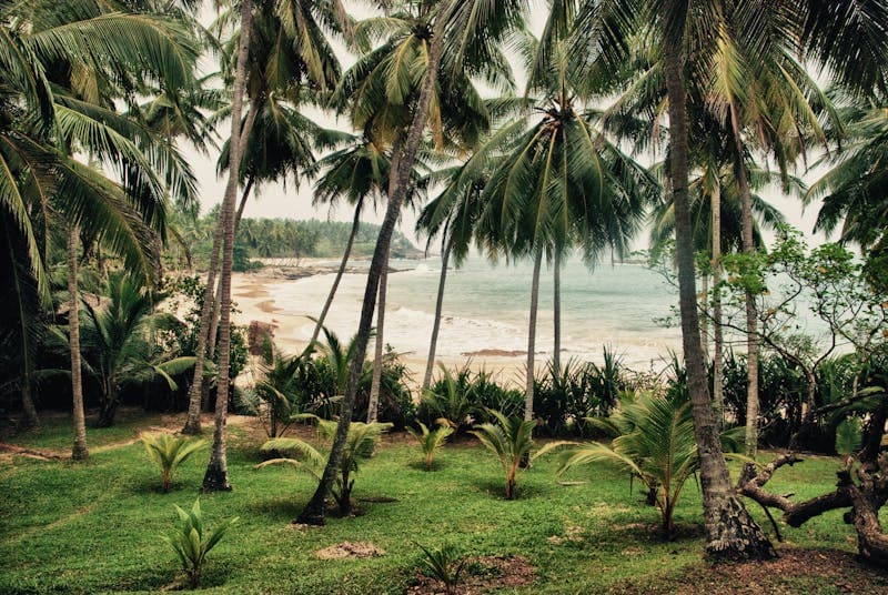 Tropical Coast